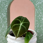 Alocasia reginula ‘Black Velvet’ Baby plant in a white footed pot with dark velvety leaves, photographed against a speckled green and peach background.