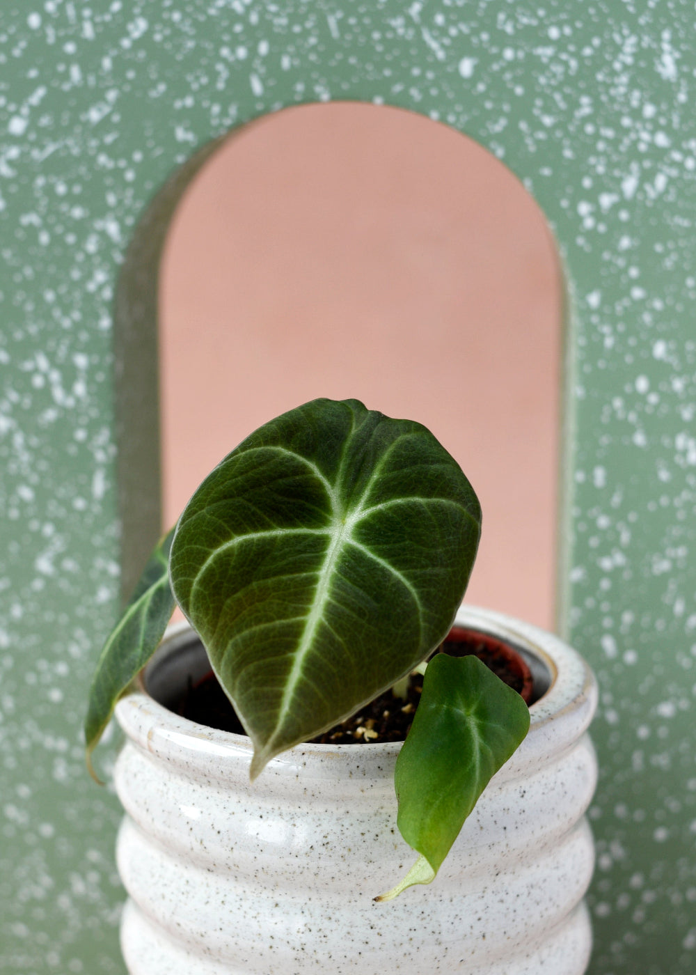 Alocasia reginula ‘Black Velvet’ Baby plant in a white footed pot with dark velvety leaves, photographed against a speckled green and peach background.