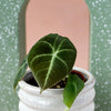 Alocasia reginula ‘Black Velvet’ Baby plant in a white footed pot with dark velvety leaves, photographed against a speckled green and peach background.
