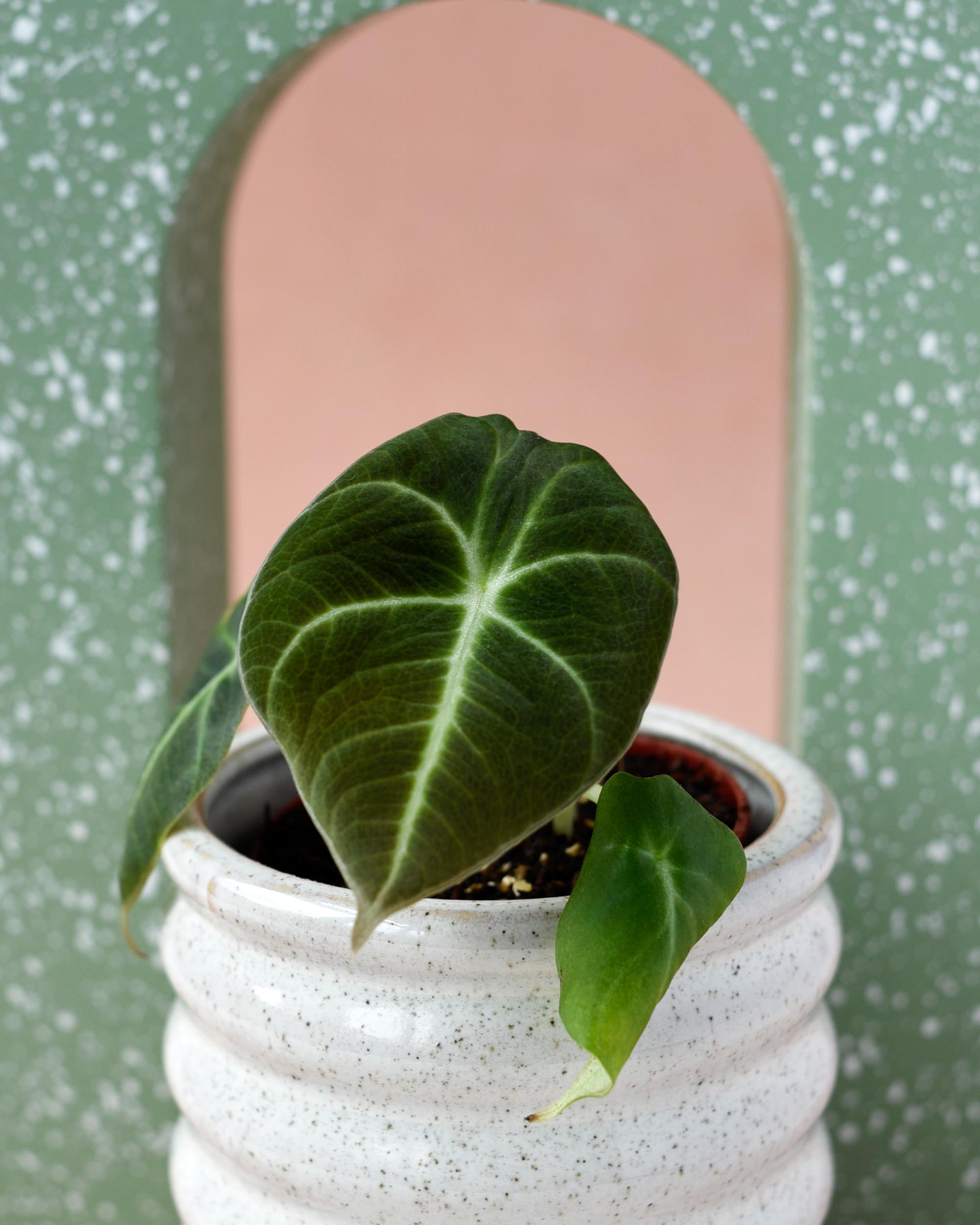 Alocasia reginula ‘Black Velvet’ Baby plant in a white footed pot with dark velvety leaves, photographed against a speckled green and peach background.