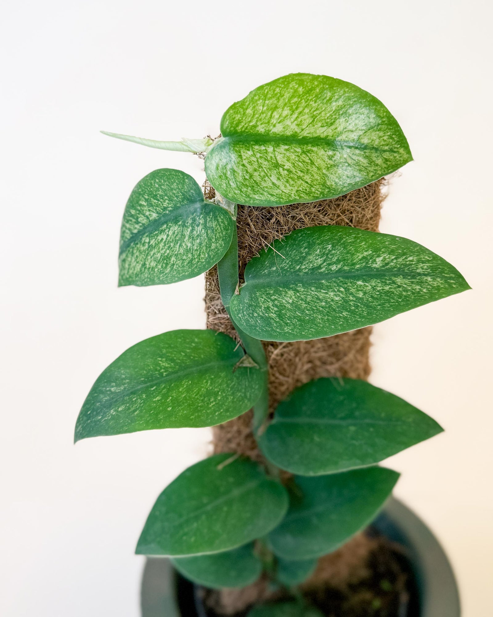 Healthy Rhaphidophora hongkongensis 'Mint' Variegata Large with detail of mottled mint leaves on a moss pole