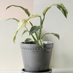 Rhaphidophora puberula 'variegata' - Medium -  Geen.