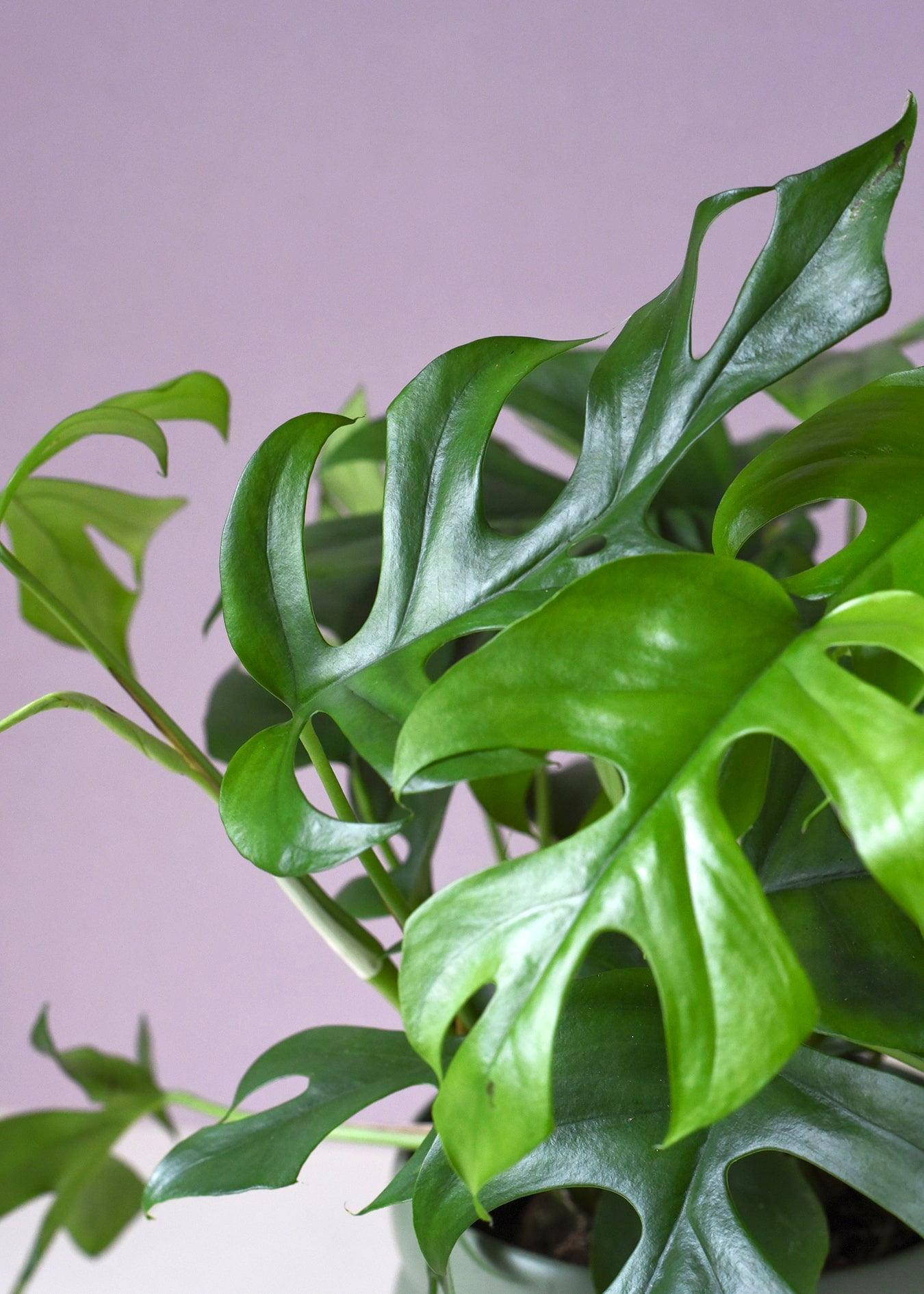 Raphidophora Tetrasperma L – Large, Approx. 80.0cm height – 19.0cm Pot Default Title 1