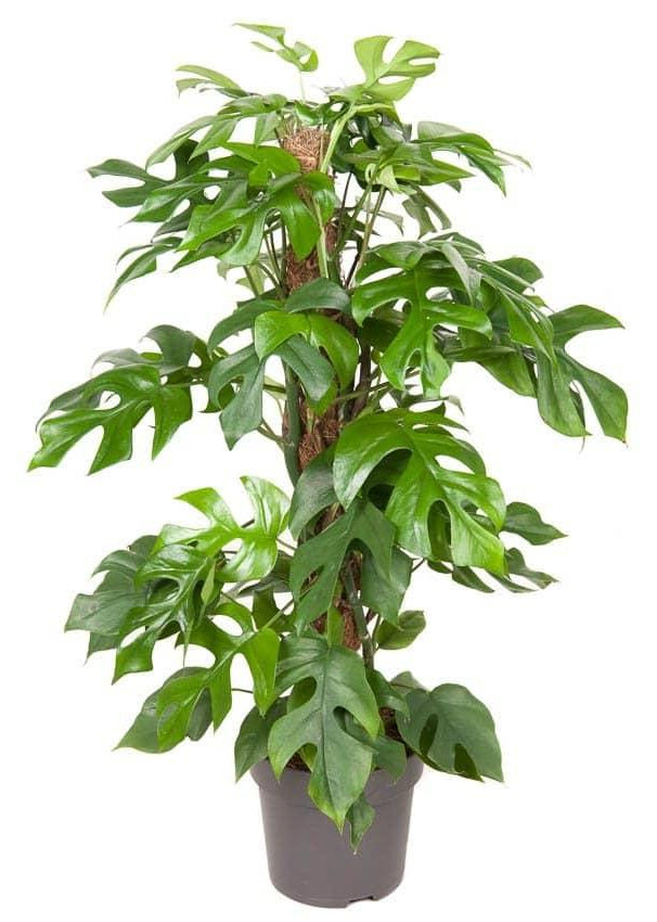 Raphidophora Tetrasperma L – Large, Approx. 80.0cm height – 19.0cm Pot 2