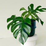 Healthy Rhaphidophora Tetrasperma M. A perfect rhaphidophora tetrasperma m for your indoor houseplant collection.