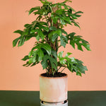 Large Rhaphidophora Tetrasperma (monstera minima) potted in a ceramic pot with an orange and green backrgound