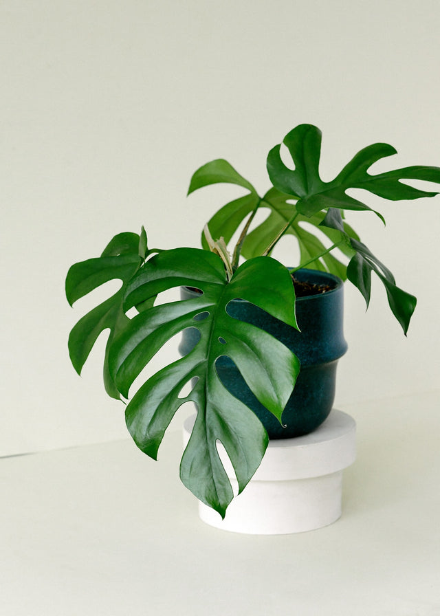 Healthy Rhaphidophora Tetrasperma M. A perfect rhaphidophora tetrasperma m for your indoor houseplant collection.