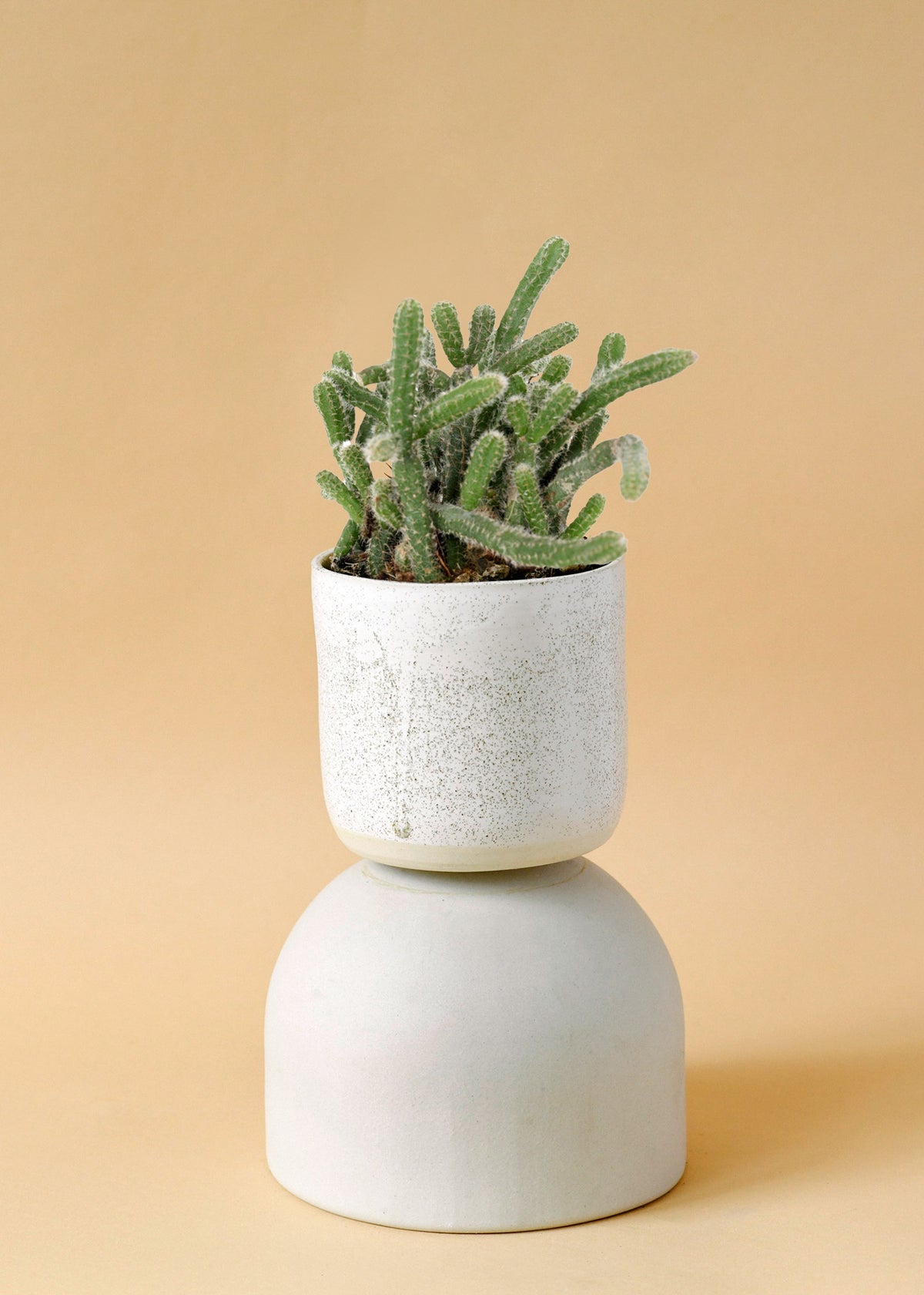 Rhipsalis baccifera ssp. horrida baby