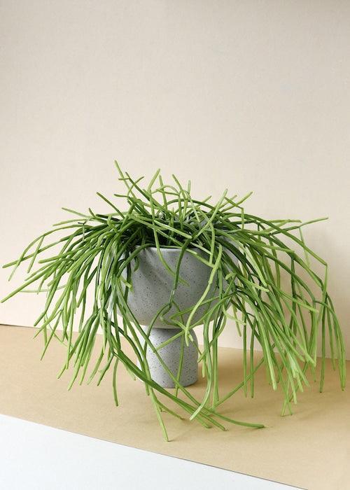 Rhipsalis Cassutha – Baby, Approx. 12.0cm height – 6.0cm Pot 3
