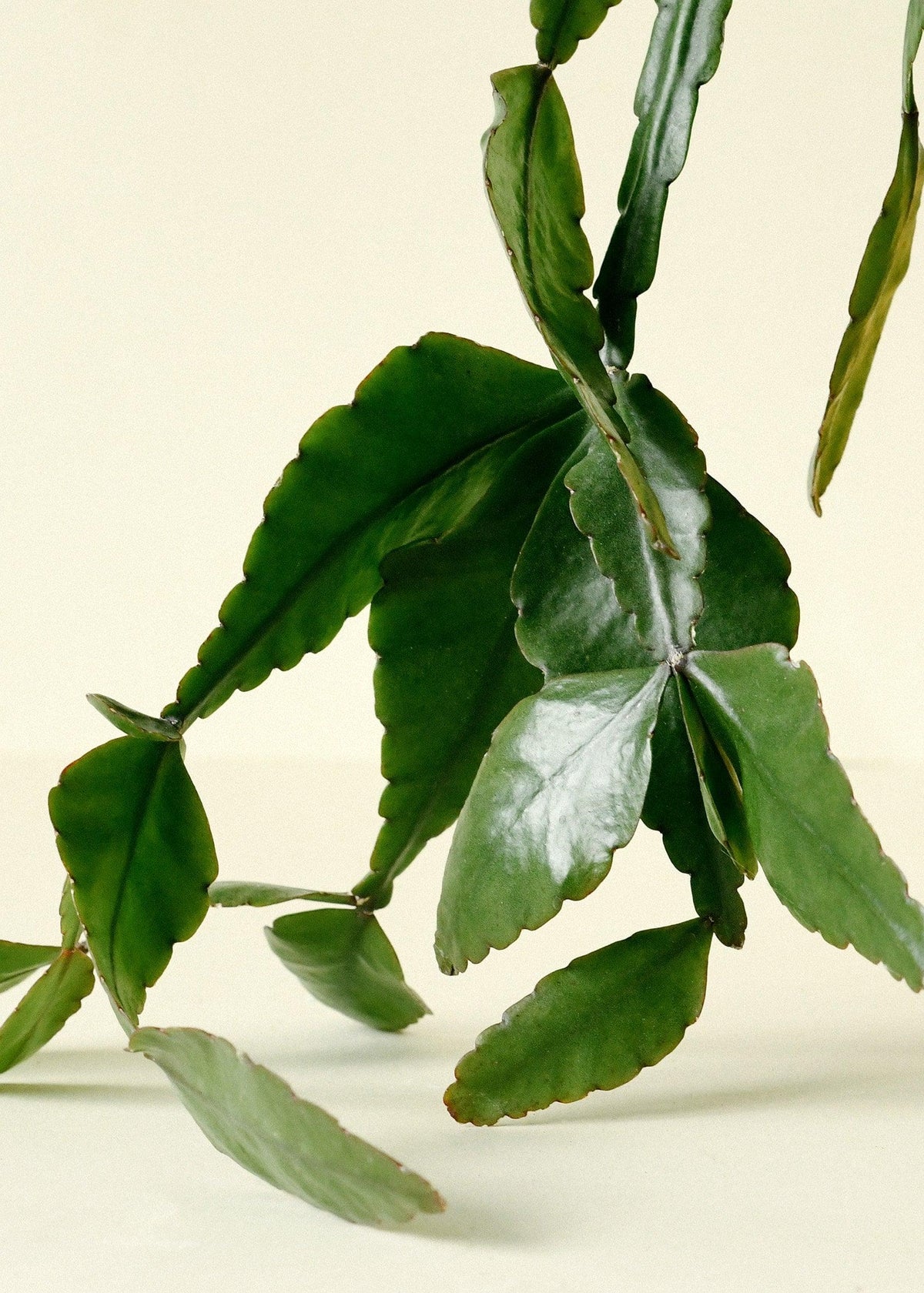 Healthy Rhipsalis Elliptica L. A perfect rhipsalis elliptica l for your indoor houseplant collection.