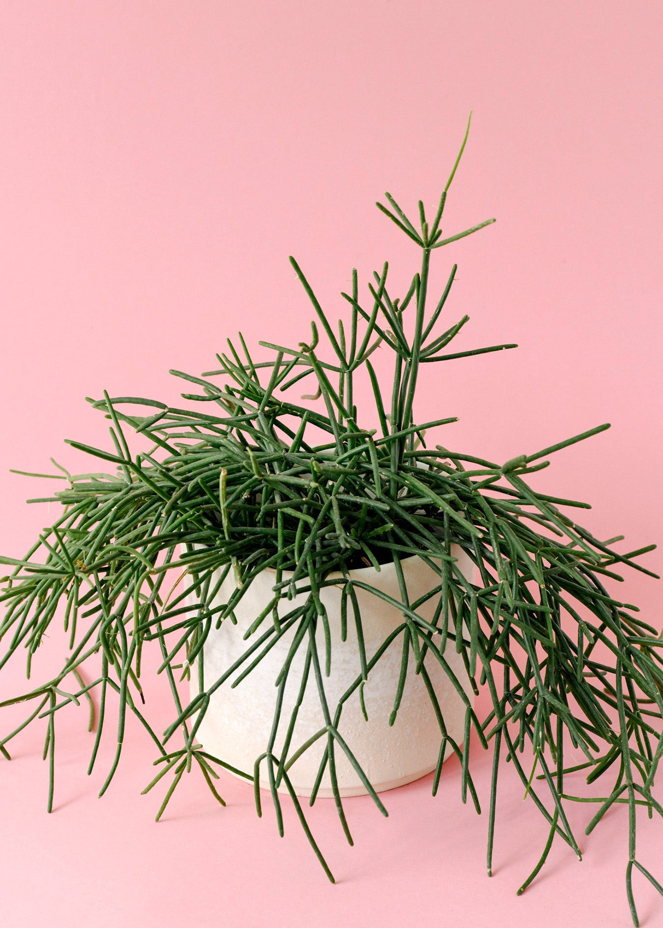 Rhipsalis teres f. prismatica Large