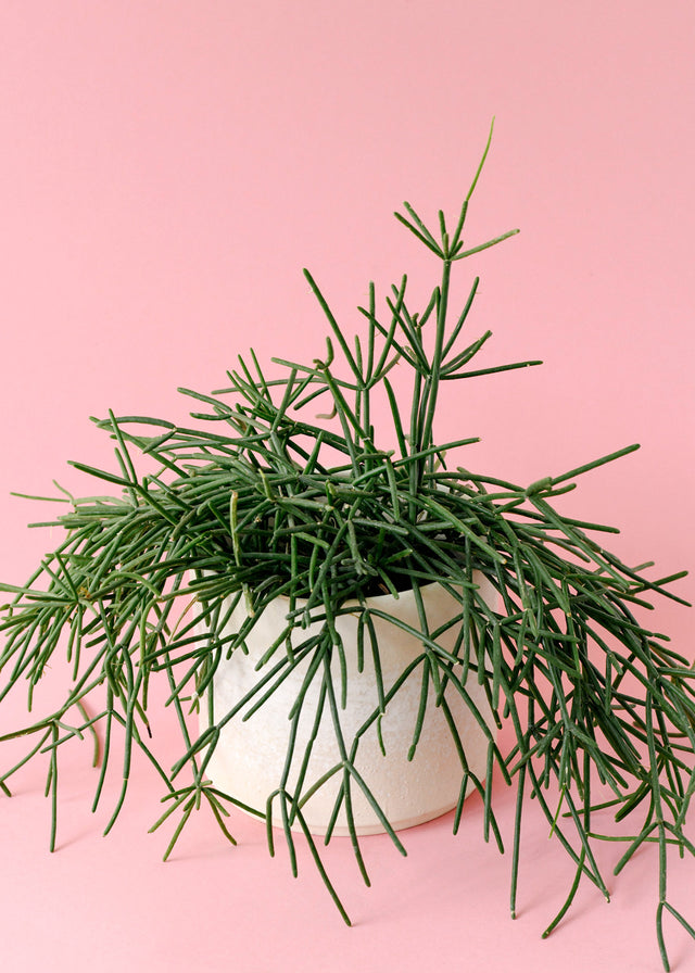 Rhipsalis teres f. prismatica Large -  Plant Circle.