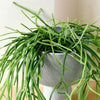 rhipsalis_2