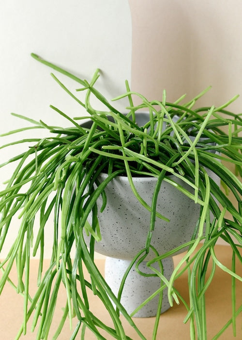 rhipsalis_2