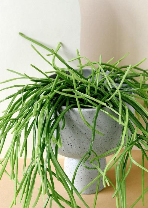 Rhipsalis Cassutha – Baby, Approx. 12.0cm height – 6.0cm Pot Default Title 1