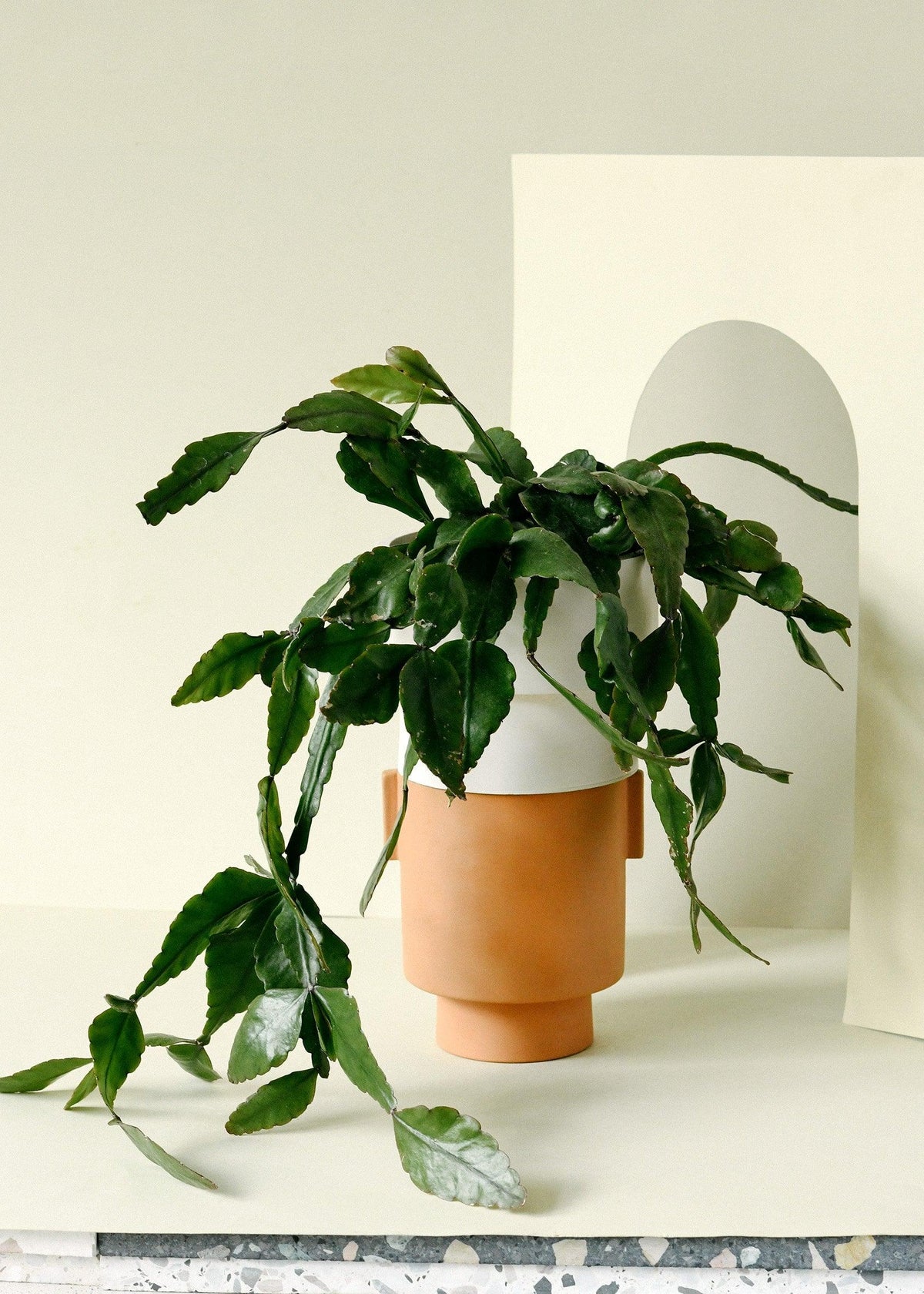 Pet-Friendly Jungle Bundle – Set of 4 Plants with Pots -  Plant Circle.