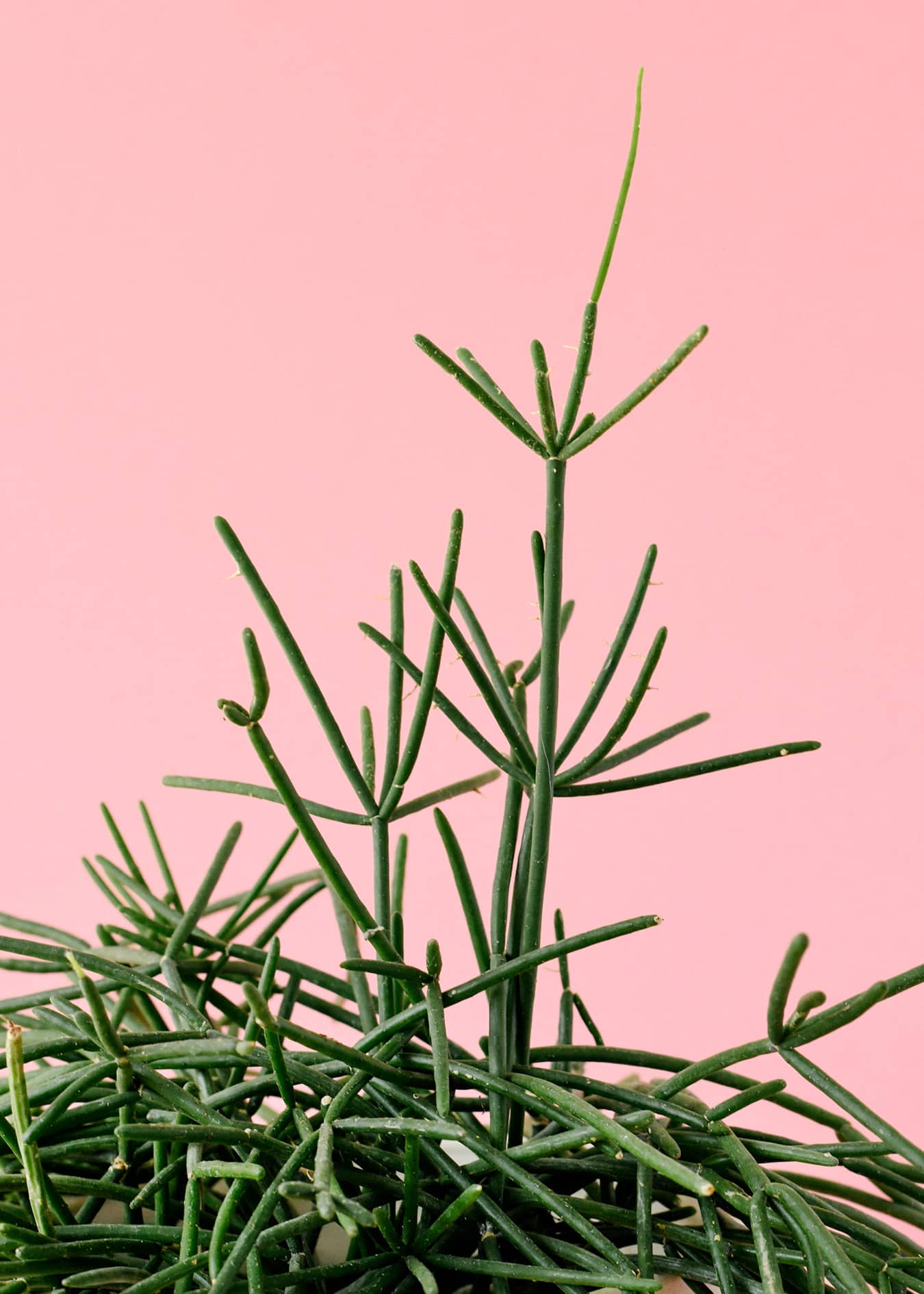 Rhipsalis teres f. prismatica Large