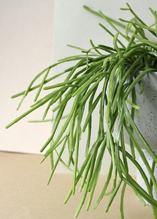 Rhipsalis Cassutha – Baby, Approx. 12.0cm height – 6.0cm Pot 2