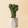 Healthy baby euphorbia cowboy cactus in a white geometric pot on a beige background
