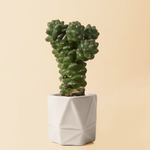 Healthy baby euphorbia cowboy cactus in a white geometric pot on a beige background