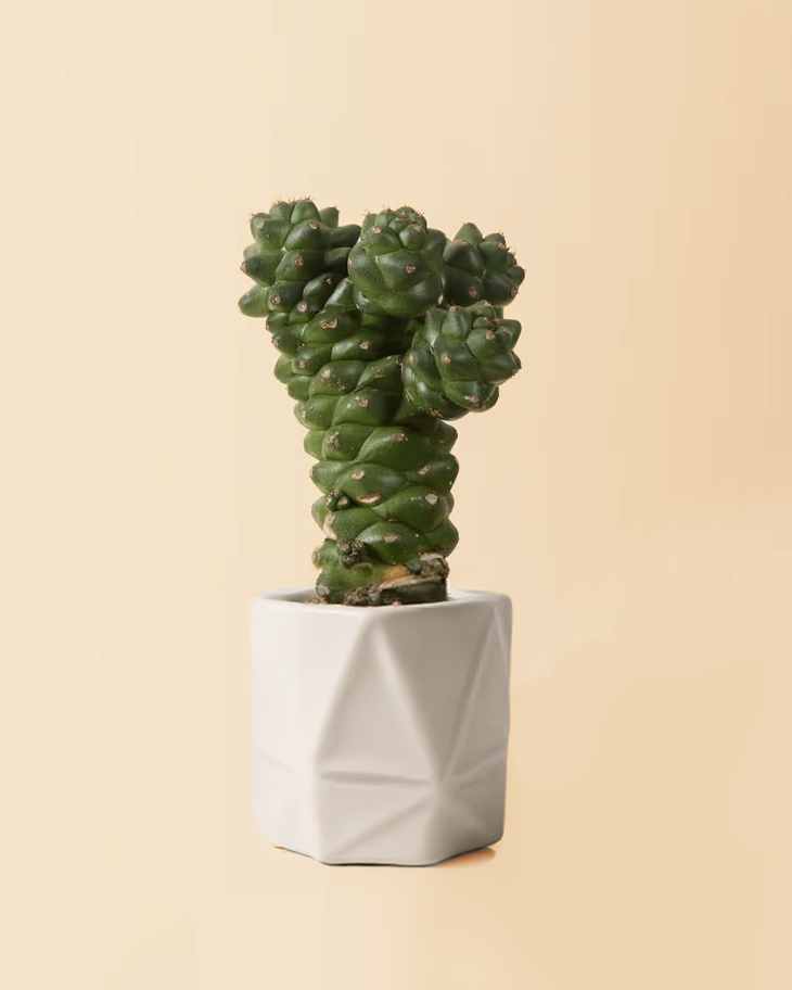 Healthy baby euphorbia cowboy cactus in a white geometric pot on a beige background