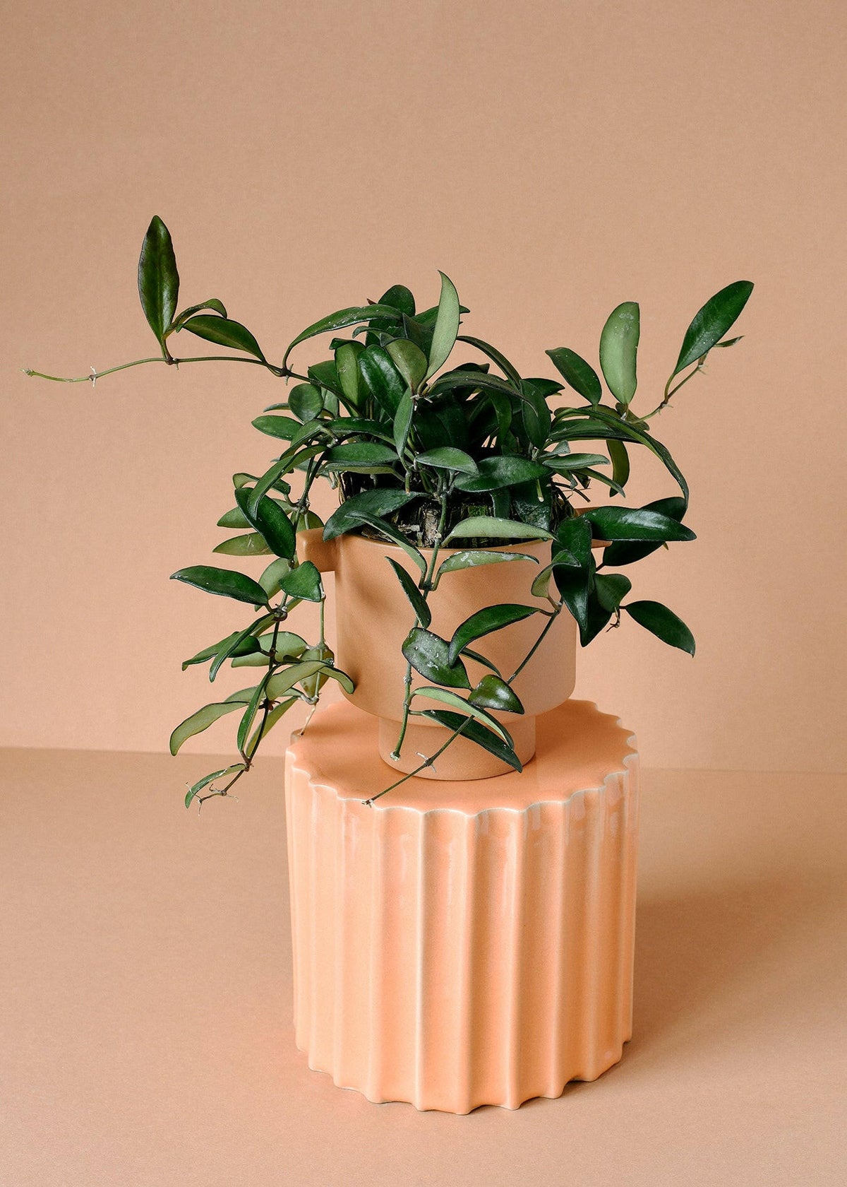 Hoya 'Rosita' Large -  Plant Circle.