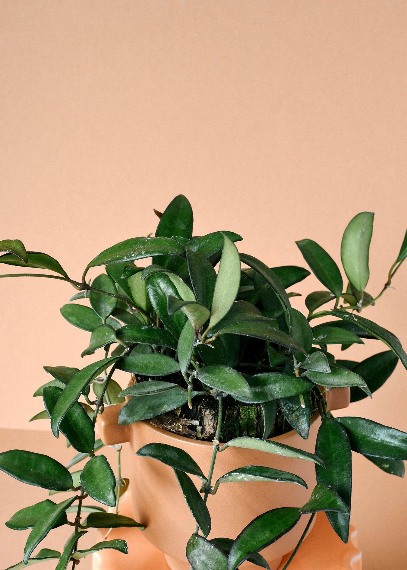 Hoya 'Rosita' Large -  Plant Circle.