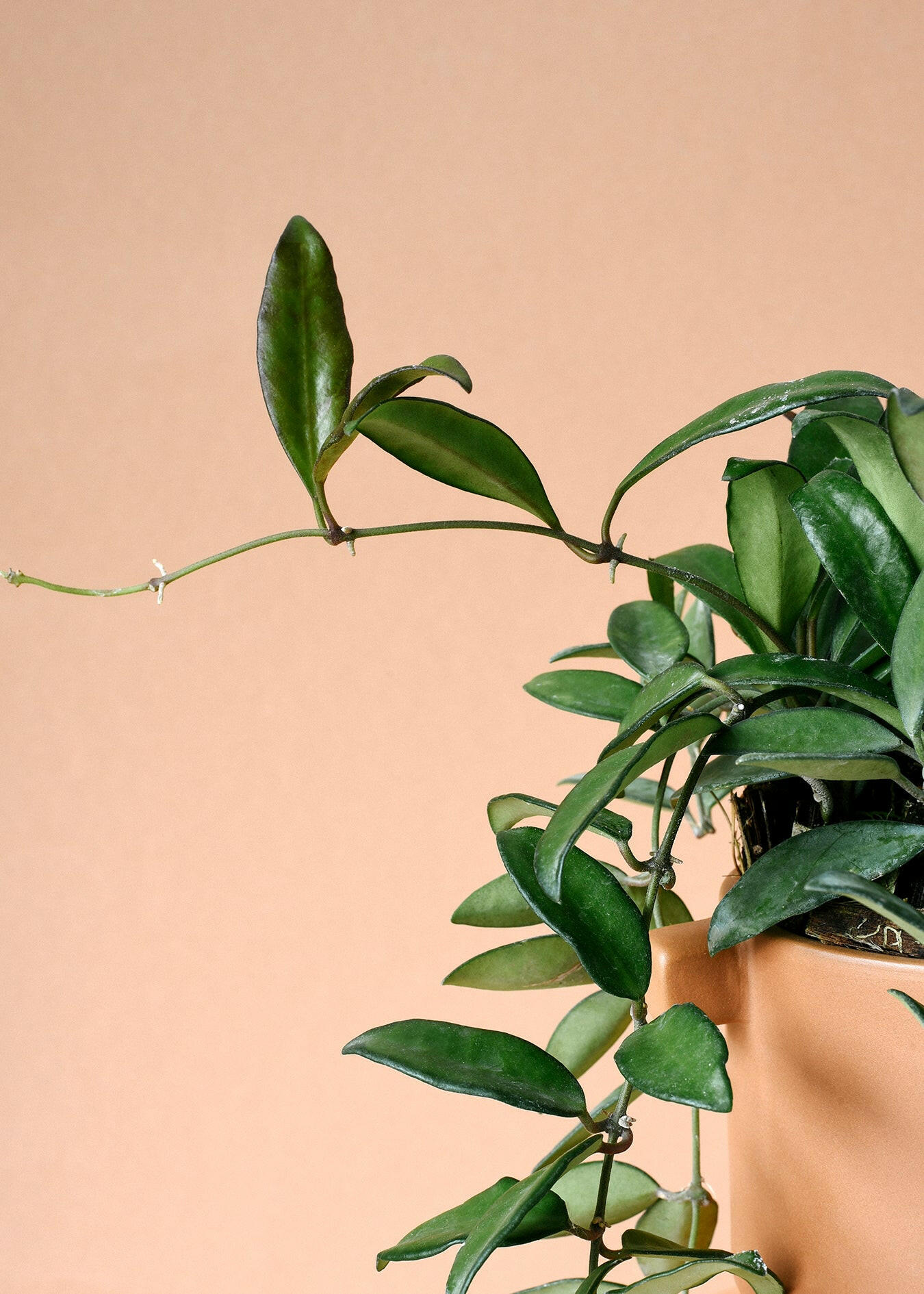 Hoya 'Rosita' Large -  Plant Circle.