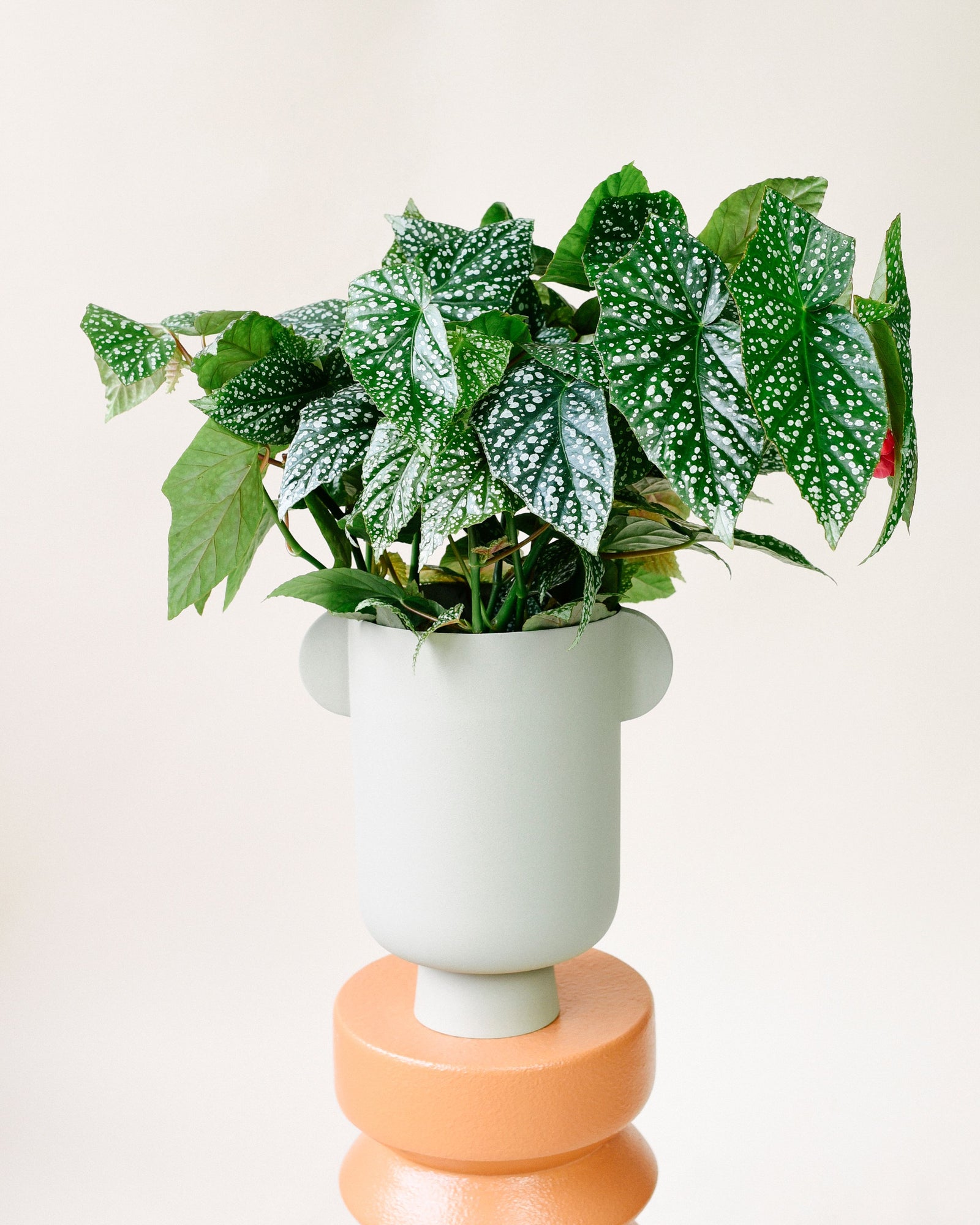 Begonia maculata 'Double Dot'