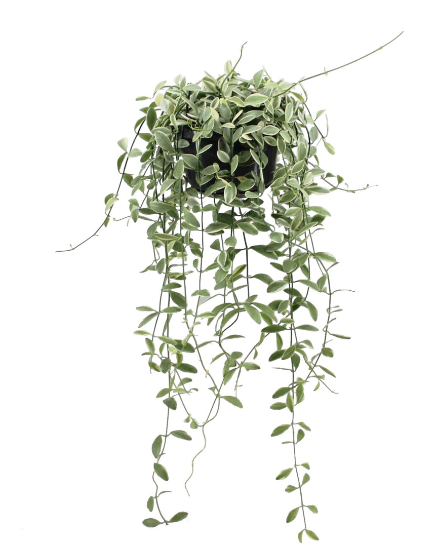 Dischidia oiantha ‘Variegata’ Medium