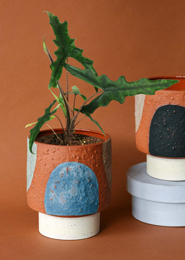 Alocasia sp. Sulawesi 'Sabrina Narrow' -  Plant Circle.