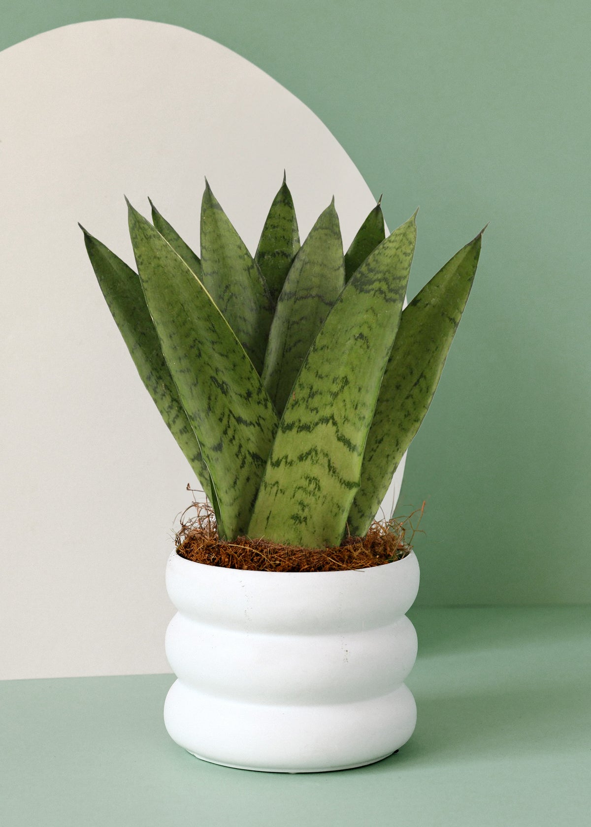 Dracaena (Sansevieria) zeylanica 'Fan' Medium