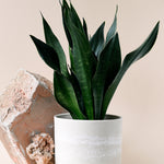 Dracaena (Sansevieria) trifasciata 'Black Coral'