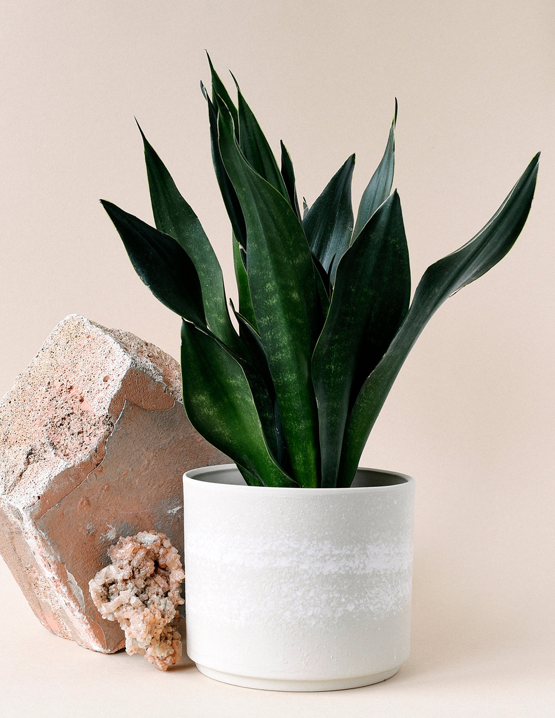 Dracaena (Sansevieria) trifasciata 'Black Coral'