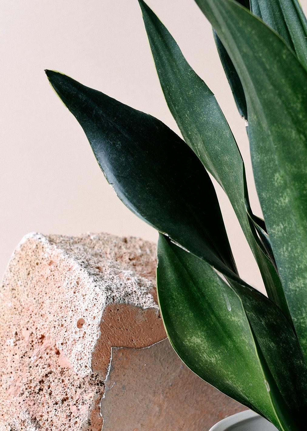 sansevieria trifasciata dark green Immerse in the exotic charm of the Dracaena trifasciata 'Black Coral', a stunning houseplant with air-purifying qualities and unique variegation. Easy to care for and versatile in placement, it's a must-have for