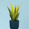 Dracaena (Sansevieria) trifasciata 'Superba'