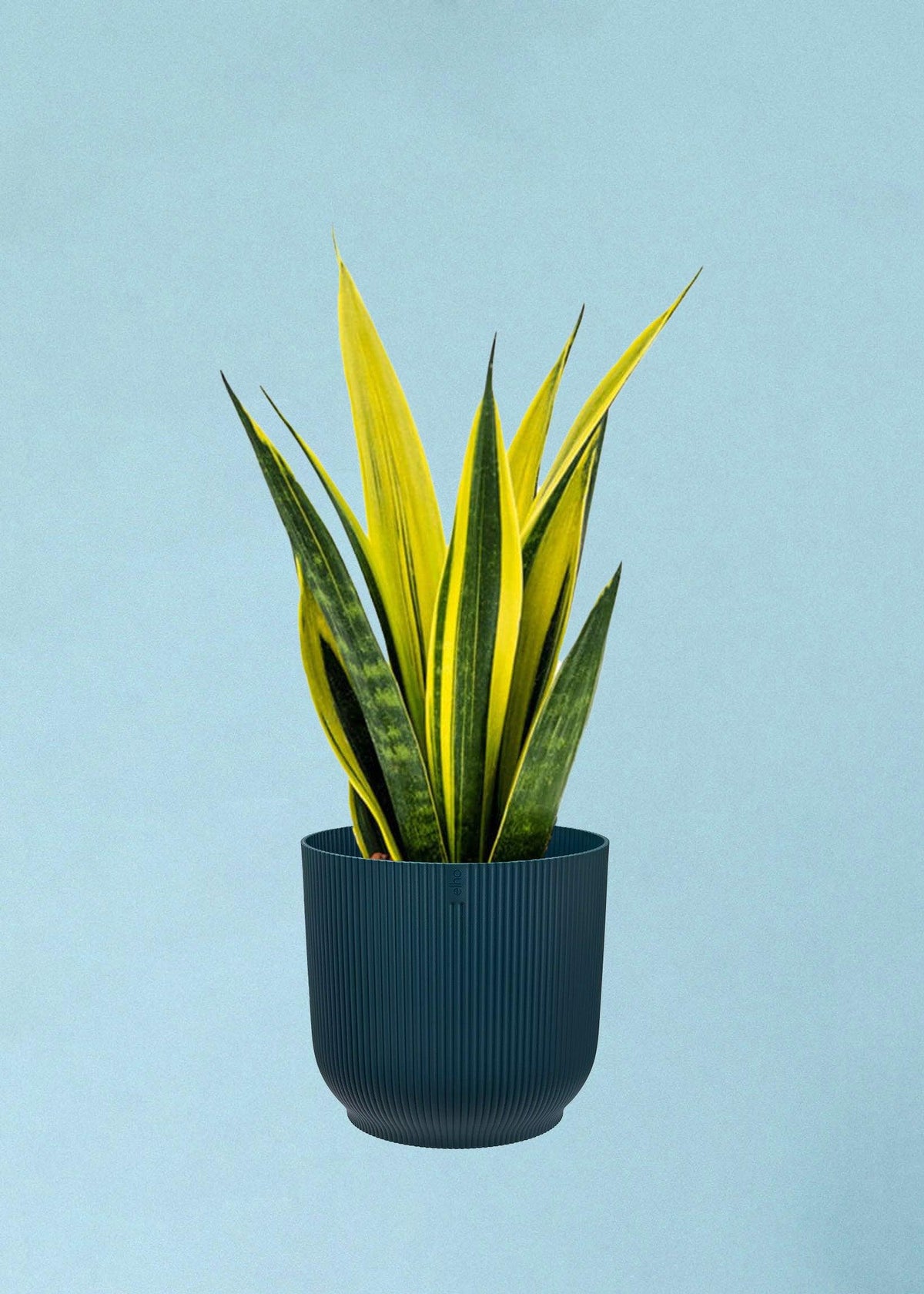 Dracaena (Sansevieria) trifasciata 'Superba' by Plant Circle -  Plant Circle.
