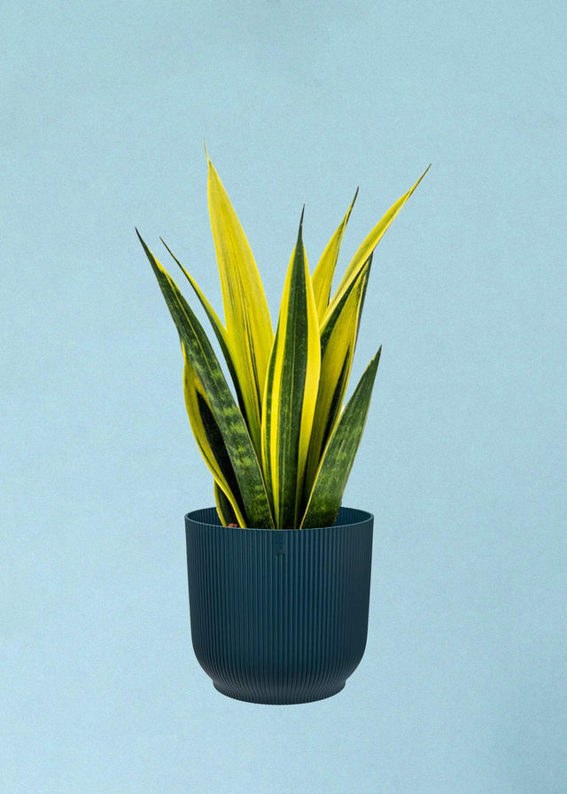 Dracaena (Sansevieria) trifasciata 'Superba' by Plant Circle -  Plant Circle.