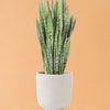 sansevieria_zeylanica_ds