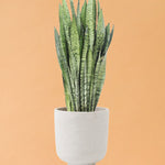 sansevieria_zeylanica_ds