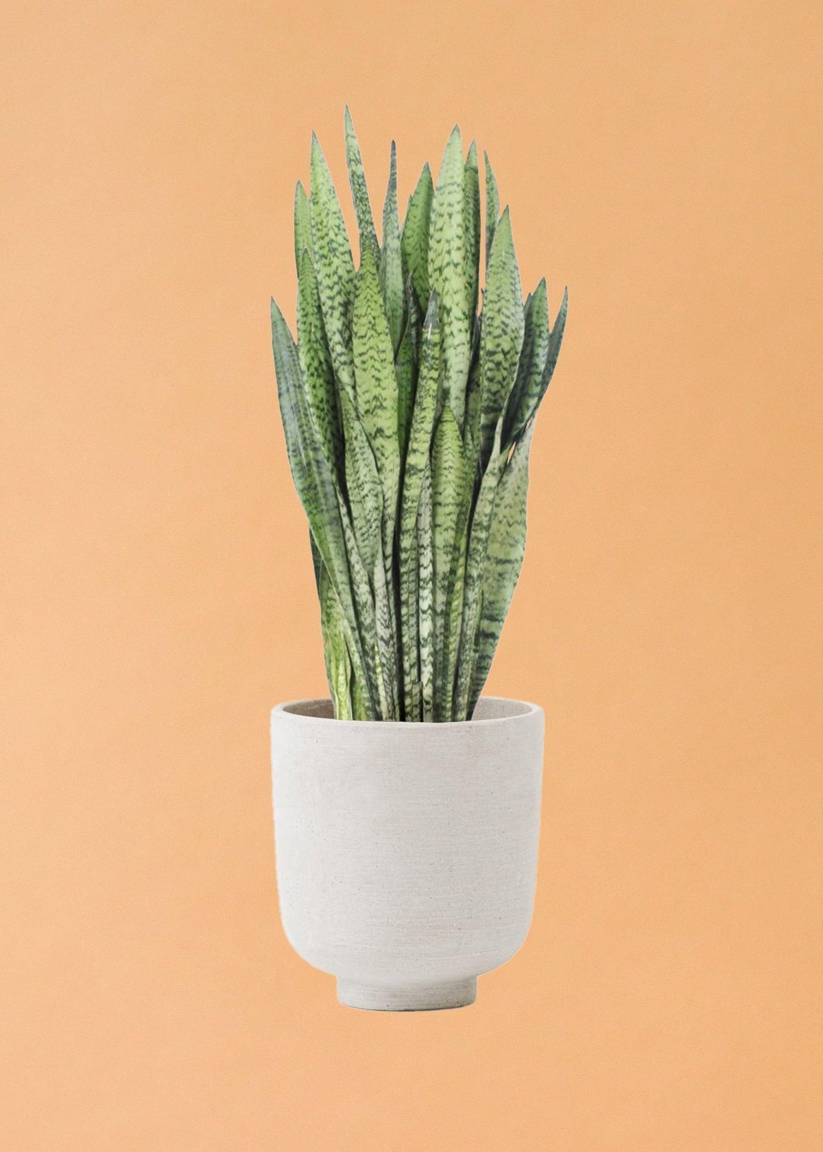 Dracaena (Sansevieria) Zeylanica L – Large, Approx. 60.0cm height – 17.0cm Pot Default Title 1
