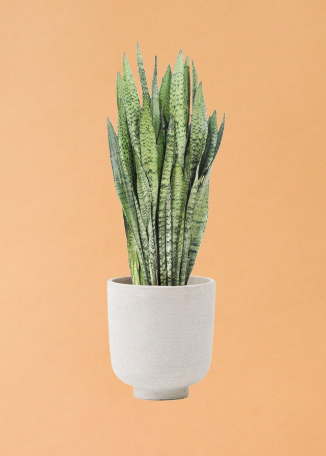 Dracaena (Sansevieria) Zeylanica L – Large, Approx. 60.0cm height – 17.0cm Pot Default Title 1