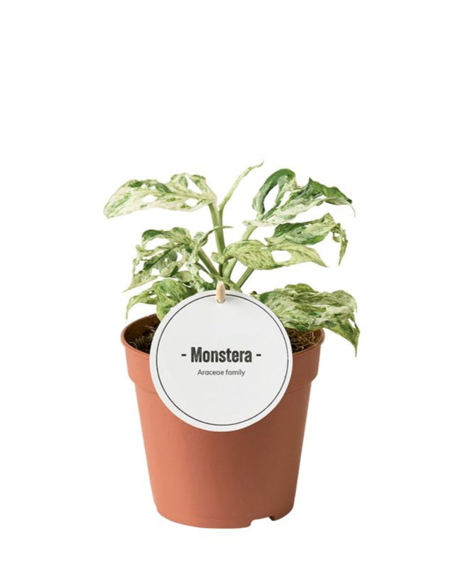 Monstera Adansonii 'Frozen Freckles'