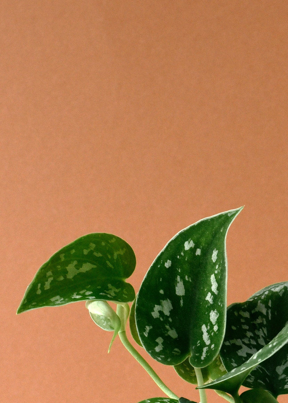 Scindapsus Pictus 'Argyraeus'