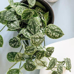 Scindapsus Pictus ‘Argyraeus’ 