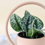 Scindapsus pictus 'Exotica'