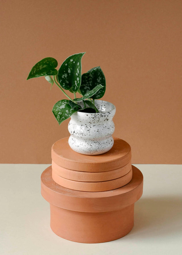 Scindapsus Pictus ‘Argyraeus’ 