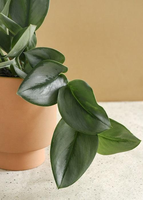 philodendron treubii moonlight Scindapsus treubii 'Moonlight' Medium