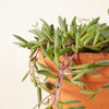 Senecio Herreianus Purple Flush Medium