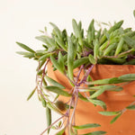 Senecio Herreianus Purple Flush Medium